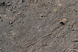 Piano delle Ginestre